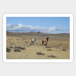 Wild horses, mustangs, nature, wildlife, gifts Sticker